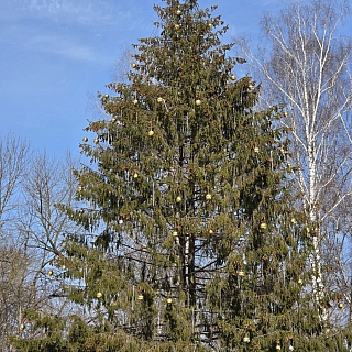 Что хотят видеть борчане в парке? 2