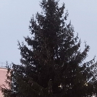 Кантауровцы тоже рады своей ёлке в этом году: 2