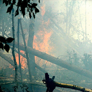 В городе Бор yстановлен полный запрет на посещение лесов 3