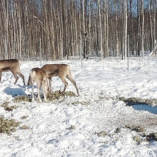 Февральские зарисовки из жизни северных оленей в Керженском заповеднике 4