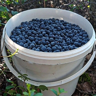 В лесах Нижегородской области начался сезон сбора голубики 2