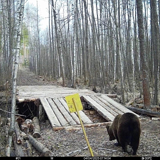 Медведи и барсуки проснулись в Керженском заповеднике 2