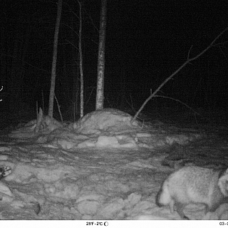 Дикие символы года обитают в Керженском заповеднике 6