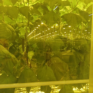 Как выглядят борские теплицы внутри 1