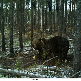 В Керженском заповеднике медведь восемь дней ел лося 2