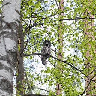 В Борском районе найдено жилое гнездо редкой краснокнижной совы 2