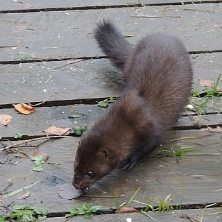Аме­ри­кан­ские нор­ки по­се­ли­лись в Кер­жен­ском за­по­вед­ни­ке 1