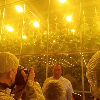 Как выглядят борские теплицы внутри 2