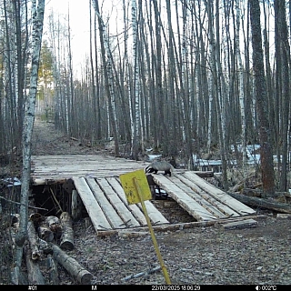 Медведи и барсуки проснулись в Керженском заповеднике 1