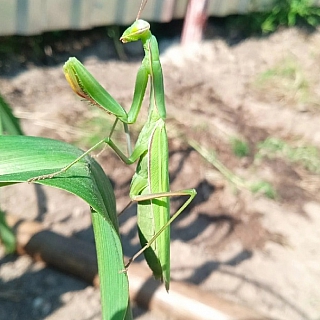 Богомолы удивляют борчан 1