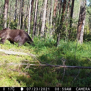 Медведь-фотограф появился на Бору 2