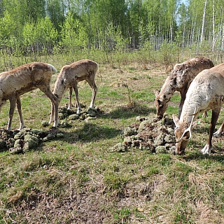 Северный олененок родился в Керженском заповеднике 5