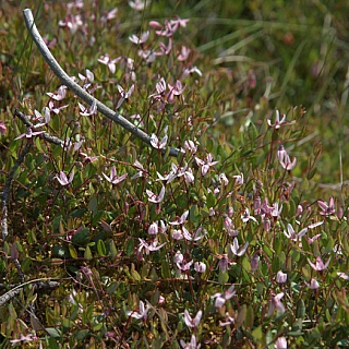 Фенологическое лето наступило в Керженском заповеднике 3