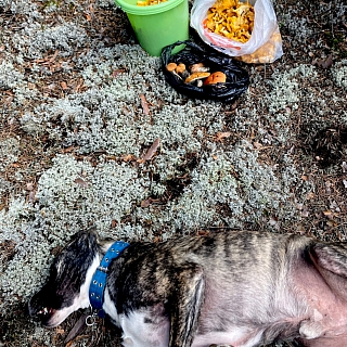 Борчане проверили лес на грибы 4