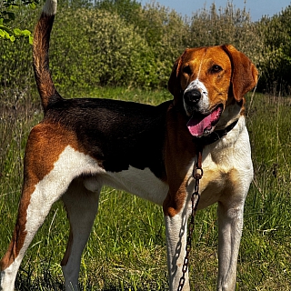 Сегодня на Бору прошла выставка охотничьих собак 6