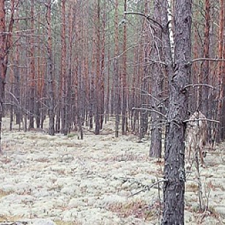 Северные олени знакомятся с территорией Керженского заповедника 1