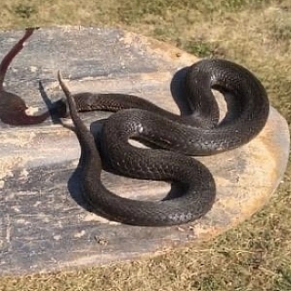 Нашествие змей в Борском районе 2