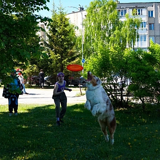 Хвостатый праздник: фестиваль «Мир собак» на площади ЦВР «Алиса» 2