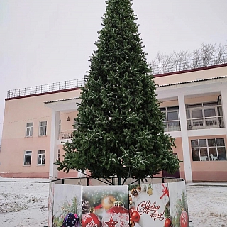 Новогодние красавицы радуют борчан 6