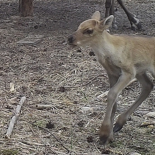 Второй в этом году северный олененок родился в Керженском заповеднике 2