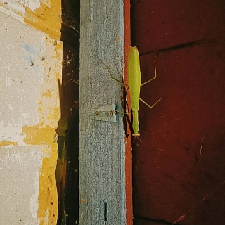 Богомолы удивляют борчан 2