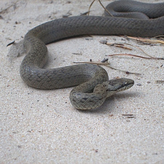 Изучение амфибий и рептилий продолжается в Керженском заповеднике 2