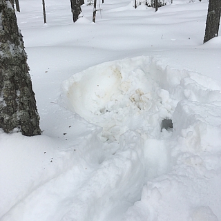 В Керженском заповеднике подведены итоги зимнего маршрутного учета зверей 4