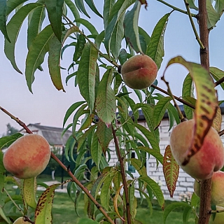 У борчанина в саду настоящий рай 2