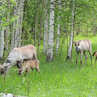 Пять лесных северных оленят родились в Керженском заповеднике 4