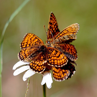 Любовь животного происхождения, или Каждой твари – по паре! 1