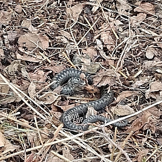 Борчан предупредили об опасности 2