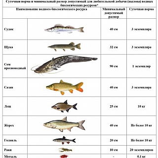 В Нижегородской области введены ограничения на рыбную ловлю 1