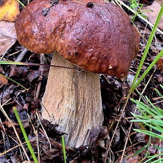 После недавних дождей в Борском районе заметно активизировался грибной сезон 3