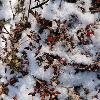 В Борском районе собирают замороженную клюкву 1