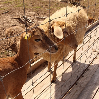 Создатели оленьей фермы на Бору планируют открыть эко-парк 5