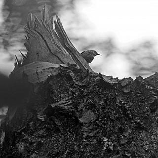 Подходит к концу очередной сезон учетов птиц в Керженском заповеднике 4