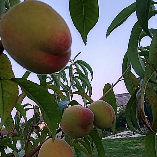 У борчанина в саду настоящий рай 1