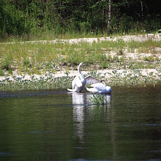 Любовь животного происхождения, или Каждой твари – по паре! 2