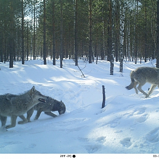 Дикие символы года обитают в Керженском заповеднике 2