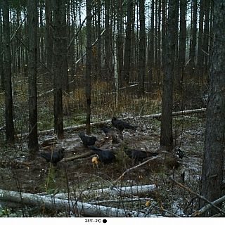 В Керженском заповеднике медведь восемь дней ел лося 1