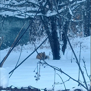 В Большое Пикино заглянула лисичка-сестричка 3