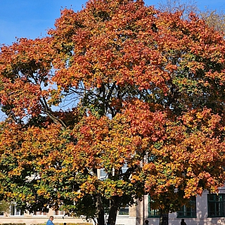 История главного борского клёна осенью 2023 года 4