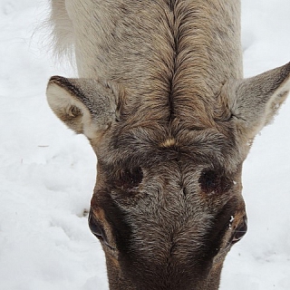 В Керженском заповеднике лесные северные олени начали сбрасывать рога 2