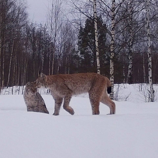 Дикие животные борского заповедника 6