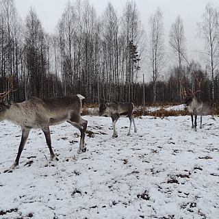 Се­вер­ных оле­ней в Кер­жен­ском за­по­вед­ни­ке пе­ре­ве­ли на зим­ний ра­ци­он 4