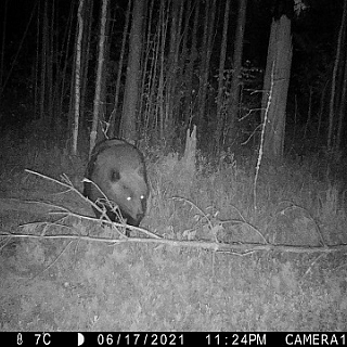 Медведь-фотограф появился на Бору 1