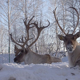 Красавцы в борском заповеднике 1