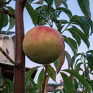 У борчанина в саду настоящий рай 3