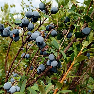 Борчане похвалились дарами леса 1