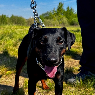 Сегодня на Бору прошла выставка охотничьих собак 5